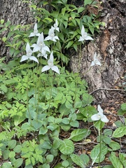Codonorchis lessonii