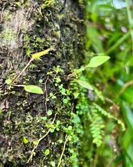 Lepanthes rupestris