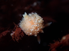 Thordisa bimaculata