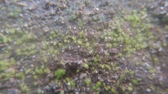 Fissidens bryoides
