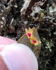 Lepanthes rupestris