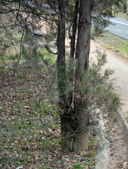 Platycladus orientalis