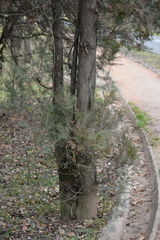 Platycladus orientalis