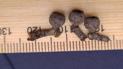 Eucalyptus globoidea