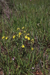 Hemimeris centrodes