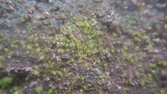 Fissidens bryoides