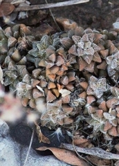 Anacampseros subnuda