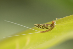 Callibaetis