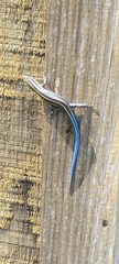 Plestiodon