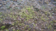 Fissidens bryoides