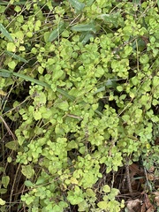 Parietaria floridana