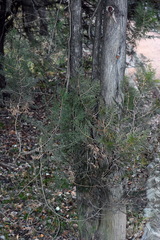 Platycladus orientalis