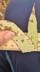 Eucalyptus globoidea