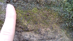 Fissidens bryoides
