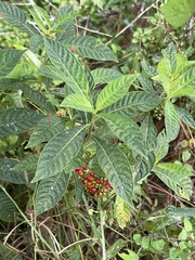 Psychotria tenuifolia