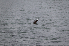 Stercorarius chilensis