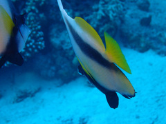 Heniochus intermedius