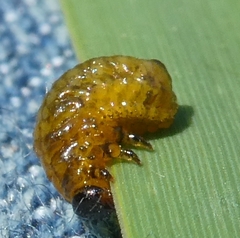 Lema daturaphila