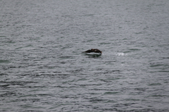 Stercorarius chilensis