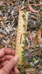 Pimelea curviflora curviflora