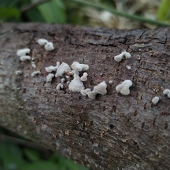 Schizophyllum