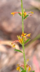 Pimelea curviflora curviflora