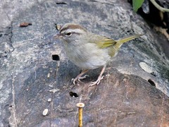 Arremonops rufivirgatus