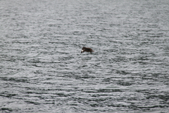 Stercorarius chilensis