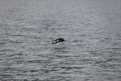 Stercorarius chilensis