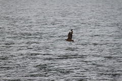 Stercorarius chilensis