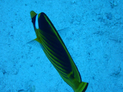 Chaetodon fasciatus