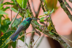 Colibri serrirostris