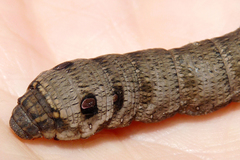 Deilephila porcellus