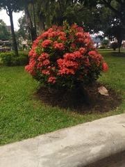 Ixora coccinea