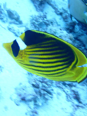 Chaetodon fasciatus