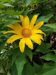 Tithonia