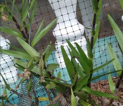 Dimerandra emarginata