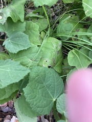 Menispermum canadense