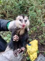 Didelphis pernigra