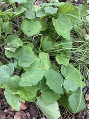 Menispermum canadense