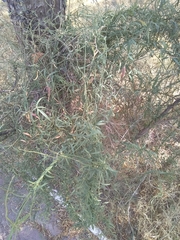 Orthosia angustifolia