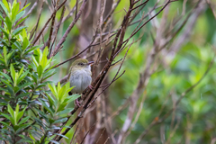 Hemitriccus nidipendulus