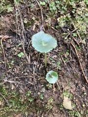 Umbilicus rupestris