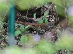 Toxostoma longirostre