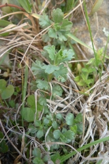 Vittadinia australis