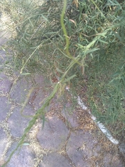 Orthosia angustifolia