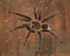 Grammostola