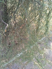 Orthosia angustifolia