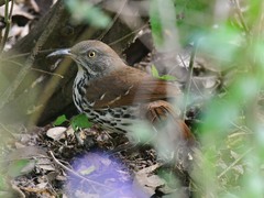 Toxostoma longirostre