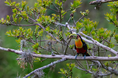 Ramphastos dicolorus
